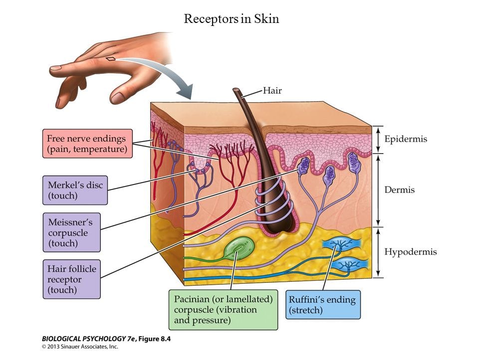 Medical Diagram of Skin Layers and Receptors Response to touch